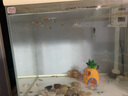 水族箱造景菠蘿屋躲避海綿寶寶的家魚(yú)缸造景 菠蘿屋配獨立盒裝 曬單實(shí)拍圖