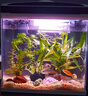 長(zhǎng)銳魚缸一體缸自循環(huán)免換水家用客廳桌面小型金魚缸超白玻璃養(yǎng)魚缸 超白CRV280標(biāo)準(zhǔn)款+水蘭青竹景（真水草） 曬單實(shí)拍圖