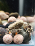 長銳金晶超白玻璃魚缸烏龜缸裸缸生態(tài)溪流缸全套造景套餐 金晶超白魚缸 40x30x30cm【6mm】送魚缸墊+禮包 曬單實(shí)拍圖