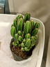 格調(diào)生活萬(wàn)重山仙人掌盆栽花卉綠植室內(nèi)陽(yáng)臺(tái)辦公易養(yǎng)活耐旱吸水盆多肉植物 萬(wàn)重山1顆【不含盆】 曬單實(shí)拍圖
