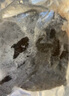 一蝦一世界鮮活三去多寶魚(yú)（去鱗去腮去內(nèi)臟）生鮮魚(yú)類(lèi) 開(kāi)袋即烹 凈重350g-450g*3條【免處理】 曬單實(shí)拍圖