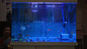 瘋狂水草魚(yú)缸增氧泵氣泡條魚(yú)缸氧氣條打氧機氣泡石納米氣盤(pán)造景裝飾氧氣泵 【瀑布增氧套餐】氣泡條70CM+PF氣泵 曬單實(shí)拍圖