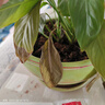 萬(wàn)般宜植物復活液大樹(shù)強力復活營(yíng)養液生根壯苗發(fā)芽劑發(fā)財樹(shù)枯樹(shù)爛根專(zhuān)用 【強力生根液】 500ml 1瓶 曬單實(shí)拍圖