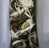【活蟹】乾澄大閘蟹現貨 2.5-2.8兩8只 足斤足兩六月黃鮮活螃蟹生鮮海鮮中秋禮品禮盒裝 曬單實(shí)拍圖