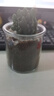 多肉植物仙人掌盆栽室內肉肉仙人球小盆栽開(kāi)花可愛(ài)桌面綠植 萬(wàn)重山+玻璃盆+黃金砂+營(yíng)養土 含盆 曬單實(shí)拍圖