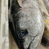 新鮮金槍魚一整條進(jìn)口深海捕撈冷凍生鮮海魚日式料理無污染刺身魚 深海2-3斤/1條【償鮮】 曬單實拍圖