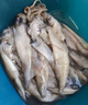 冰鮮孜然羊肉串300g 曬單實拍圖