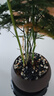 開(kāi)時(shí)果 文竹盆栽桌面擺件盆景 辦公室植物竹子水培綠植盆景源頭直發(fā)包郵 舍得紫砂盆+黑石+底座 曬單實(shí)拍圖