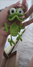 USERJOY手工編織小丑蛙掛件鉤織青蛙diy鉤針材料鑰匙扣可愛(ài)掛件情侶閨蜜 【材料包1份】芽綠小丑蛙鑰匙扣 曬單實(shí)拍圖