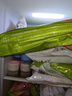 華田禾邦內(nèi)蒙清真牛肉燒麥 320g 8個(gè) 糯米干蒸燒賣生煎包速食早餐半成品 曬單實(shí)拍圖