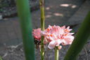 M.A.C魅可尤霧彈mac口紅啞光顯白霧面輕薄#930轉(zhuǎn)運(yùn)豆沙 生日禮物女 曬單實(shí)拍圖