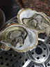 鮮海道【活鮮】鮮海道生蠔  乳山牡蠣 新鮮海蠣子生鮮貝類 特大號4XL凈重4斤（8-11只）） 曬單實(shí)拍圖