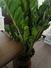 愛(ài)優(yōu)尚金錢(qián)樹(shù)盆栽客廳室內大型綠植辦公室盆景搖錢(qián)串子喬遷開(kāi)業(yè)源頭直發(fā) 曬單實(shí)拍圖