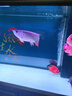 籃溪水族魚糧喂食養(yǎng)魚觀賞魚食水族冷凍魚飼料龍魚虎魟去頭尾蝦段 買2斤蝦段送1斤小泥鰍【加速發(fā)色成長*】 曬單實拍圖