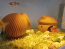 瘋狂水草陶罐海螺貝殼白沙魚缸造景擺件裝飾全套適合米家魚缸造景套餐一體 曬單實拍圖