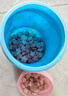 小鹿藍(lán)藍(lán)嬰幼兒鈣奶谷物棒泡芙棒磨牙兒童零食11種谷物混合 【多營養(yǎng)1+1】香蕉味+椰子味 曬單實拍圖