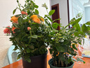 裘真【明星同款】植鞣胎牛皮腋下經(jīng)典hobo包通勤真皮女包七夕禮物 咖啡色-大號(hào)(胎牛皮版) 小包/大包 曬單實(shí)拍圖