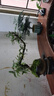 【清香木盆景】飄枝老樁花卉好養(yǎng)綠植盆栽茶桌高檔年貨帶花盆底座 酒壺盆清香木15-20+底座+小沙彌 曬單實(shí)拍圖