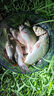 黑坑泡酒窩料阿魏野釣藥酒鯉魚(yú)小藥釣魚(yú)君子鯽魚(yú)中藥材配方餌料 十二君子[泡酒一斤] 京Ii東自官方營(yíng)店旗艦 曬單實(shí)拍圖