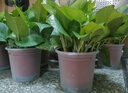 雙盟 綠蘿盆栽除甲醛花卉綠植辦公室新房凈化空氣110款10盆裝源頭直發(fā) 曬單實(shí)拍圖
