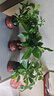 發(fā)財(cái)樹盆栽室內(nèi)植物客廳吸甲醛好養(yǎng)小盆景四季常青辦公室花卉綠植 3桿發(fā)財(cái)樹+高端財(cái)字盆+肥料【高20-25cm】 曬單實(shí)拍圖