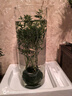 MPPMCK觀(guān)音竹 水培米竹水培魚(yú)缸玻璃瓶帶根苔蘚球植物室內禪意盆栽鳳尾 水培款30根苔蘚球翡翠觀(guān)音竹40cm 曬單實(shí)拍圖