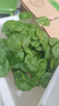銅錢草水培盆栽室內(nèi)室外花卉招財(cái)金錢草綠植吸甲醛綠植大葉子植物 土培水培銅錢草1盆帶葉子 曬單實(shí)拍圖