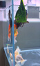 京牧欄敵百蟲(chóng)魚(yú)藥錨頭鳋指環(huán)蟲(chóng)錦鯉雙殺藥魚(yú)塘殺蟲(chóng)藥魚(yú)用敵百蟲(chóng)水產(chǎn)用 1瓶【十代敵百蟲(chóng)升級版】150g 曬單實(shí)拍圖