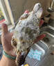 捷盛超低溫冰柜零下-80小型科研生物實驗冰箱-60度醫(yī)用疫苗血漿藥劑冷柜-40工業(yè)零件干冰深冷柜速凍柜 -50度28L(-15至-50度可調(diào)） 曬單實拍圖