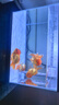 森森（SUNSUN）超白魚(yú)缸一體缸自循環(huán)客廳桌面小型家用水族箱HEJ-380 曬單實(shí)拍圖