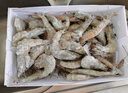 鮮享純【青島蝦】超大蝦新鮮大蝦冷凍鮮活青島大蝦批發(fā)整箱基圍蝦青蝦 15-17厘米鮮蝦速凍 3斤(凈重) 曬單實(shí)拍圖