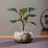 八芽盆栽小盼菩提樹植物室內禪意盆景辦公室桌面好養(yǎng)綠植源頭直發(fā)包郵 蓮花盆菩提（含紫砂托盤） 曬單實拍圖
