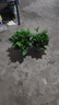 雙盟綠蘿盆栽除甲醛花卉綠植辦公室新房凈化空氣180加侖2盆裝源頭直發(fā) 曬單實拍圖