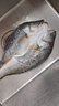 釣魚(yú)記開(kāi)背海鱸魚(yú)1斤-1.3斤 三去凈重 冷凍生鮮 魚(yú)類(lèi) 海鮮水產(chǎn) 中秋聚餐 曬單實(shí)拍圖