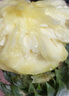 廣東徐聞香水菠蘿新鮮水果生鮮熱帶孕婦水果整箱包郵 2個(gè)裝 凈重3-3.5斤 單果650g起 曬單實(shí)拍圖