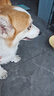 伯納天純鴨肉梨狗糧小型犬中大型犬幼犬成犬全價(jià)通用犬糧24斤/12kg 曬單實(shí)拍圖