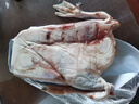 散養(yǎng)大鵝新鮮現(xiàn)殺鵝肉整只大白鵝生鮮冷凍白條鵝批發(fā)商用鐵鍋燉鵝 9-10斤一只 大白鵝（無內(nèi)臟） 曬單實(shí)拍圖