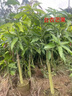 芒果苗樹(shù)嫁接特大金煌芒四季紅貴妃芒果樹(shù)苖當年結果帶土地栽盆栽 紅貴妃4年苗【帶營(yíng)養杯發(fā)貨】 90cm(含)-99cm(含) 曬單實(shí)拍圖