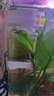 松寶（sobo）魚(yú)缸過(guò)濾器三合一循環(huán)過(guò)濾器增氧泵水泵抽水吸便凈水AQ-6000F款4W 曬單實(shí)拍圖