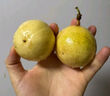 京鮮生 欽蜜9號黃金百香果 5斤單果90g+ /20-30個 生鮮水果 源頭直發(fā) 曬單實拍圖