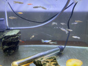 森悠（SARYOR）孔雀魚(yú)純種觀(guān)賞魚(yú)小型淡水好養熱帶魚(yú)活體斑馬金魚(yú)鳳尾魚(yú)繁殖 雜袍孔雀魚(yú)20條+5條備損 曬單實(shí)拍圖