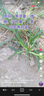神火（SupFire）RX74手電筒強(qiáng)光變焦超亮長(zhǎng)續(xù)航遠(yuǎn)射探照軍流明燈戶外充電家專用燈 曬單實(shí)拍圖