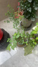 特大果高產(chǎn)藍莓苗帶土發(fā)貨藍莓樹(shù)苗南方北方種植盆栽地栽當年結果 5年苗（當年結果多） 40cm(含)-50cm(不含) 曬單實(shí)拍圖