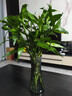 植男植女綠富貴竹水培竹子植物綠植室內(nèi)好養(yǎng)盆栽不帶根發(fā)財6/70cm源頭直發(fā) 曬單實拍圖