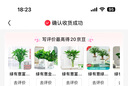 綠有意綠植盆栽多肉花卉盆栽植物室內(nèi)桌面水培綠植辦公室客廳植物懶人 驅(qū)蚊3盆】清香木+九里香+竹柏 曬單實(shí)拍圖