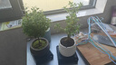 八芽 小葉赤楠盆景擺件室內(nèi)綠植花卉盆栽老樁客廳辦公室桌面好養(yǎng)植物 （【熱銷款】舍得紫砂盆赤楠+苔蘚+底座） 曬單實拍圖