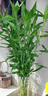 臨雅大型富貴竹水培植物客廳水養(yǎng)大號盆栽節(jié)節(jié)高粗桿室內(nèi)好養(yǎng)活綠植物 富貴竹1m【5支帶根】 曬單實拍圖