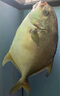 環(huán)球水產(chǎn)南海大規(guī)格金鯧魚550g1條 BAP認(rèn)證 海魚 生鮮魚類 火鍋 海鮮水產(chǎn) 曬單實拍圖