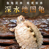 地圖龜深水魚(yú)缸混養小烏龜黑瘤活物水龜地圖龜觀(guān)賞龜苗寵物招財龜 5-6厘米地圖龜 3只繁殖組（1公2母）+龜糧 曬單實(shí)拍圖