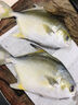 環(huán)球水產(chǎn) 南海金鯧魚(yú)凈重2斤/2條 生鮮魚(yú)類(lèi) 深海魚(yú) 海鮮 中秋家庭聚餐 曬單實(shí)拍圖